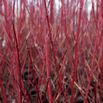 Cornus sericea White Gold - Cornouiller stolonifère panaché.