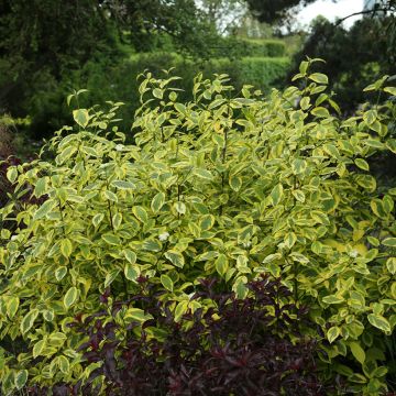 Cornus sericea Hedgerow's Gold - Cornouiller stolonifère