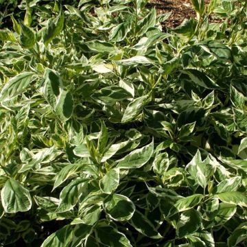 Cornus sericea White Gold - Cornouiller stolonifère panaché.