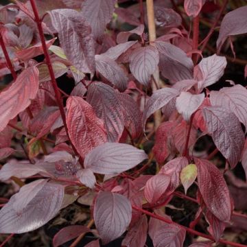 Cornus alba Siberian Pearls - Cornouiller blanc à bois rouge