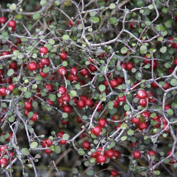 Corokia cotoneaster Little prince - Corokie