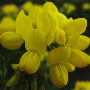 Coronille glauque - Coronilla valentina Glauca