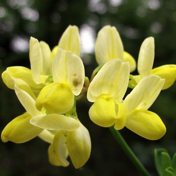 Coronilla valentina subsp. glauca Citrina - Coronille glauque