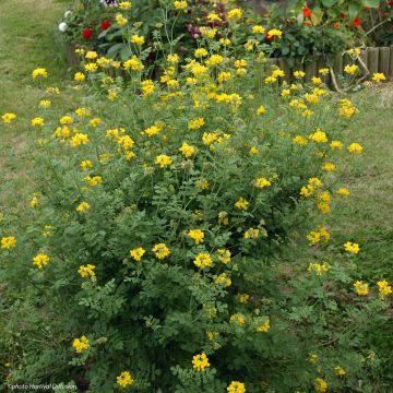 Coronille - Coronilla valentina subsp. glauca Selection