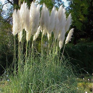 Herbe de la Pampa - Cortaderia selloana