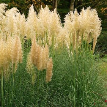 Cortaderia selloana Mini Pampas Gold - Herbe de la pampa