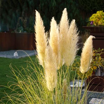 Cortaderia selloana Mini Pampas - Herbe de la Pampa