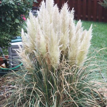 Cortaderia selloana Pumila - Herbe de la Pampa