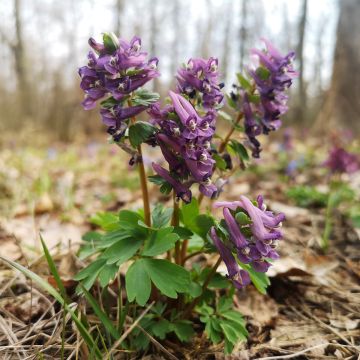 Corydale, Corydalis s.p. (From Sichuan), Fumeterre