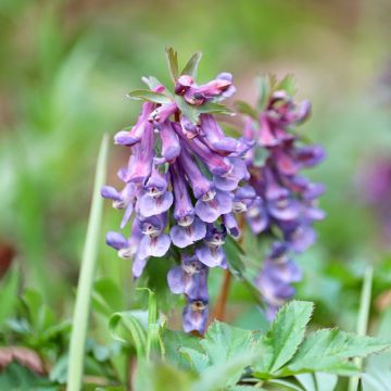 Corydalis solida