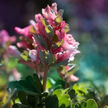 Corydalis solida Beth Evans - Corydale bulbeuse