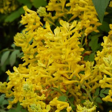 Corydalis Canary Feathers - Corydale hybride