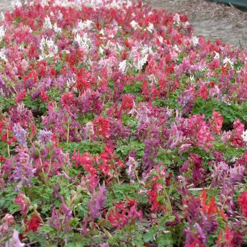 Corydalis Rainbow en mélange - Corydale bulbeuse