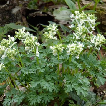 Corydalis solida White Swallow - Corydale bulbeuse