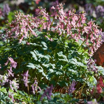 Corydalis bulbosa ou solida subsp. solida - Corydale