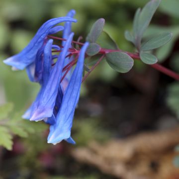 Corydalis curviflora subsp. rosthornii Blue Heron