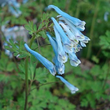 Corydalis flexuosa Blue Panda - Cordyale de Chine bleu