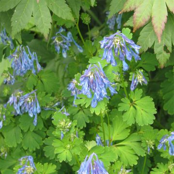 Corydalis flexuosa Purple Leaf - Corydale