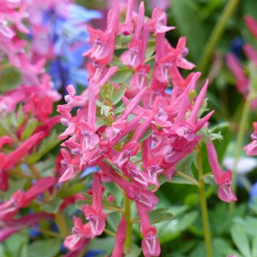 Corydalis solida GP Baker - Corydale bulbeuse