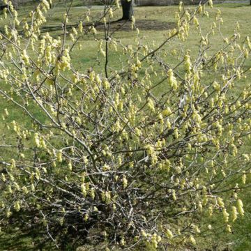 Corylopsis willmottiae Spring Purple - Faux noisetier de Chine à feuilles pourpres