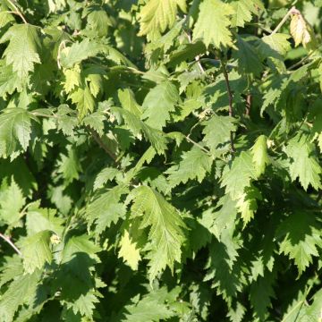 Noisetier tortueux pourpre - Corylus avellana Red Majestic