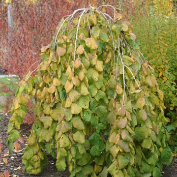 Noisetier tortueux, Corylus avellana contorta