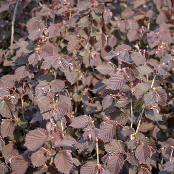 Noisetier tortueux, Corylus avellana contorta
