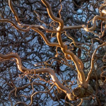 Corylus avellana contorta Medusa - Noisetier tortueux nain