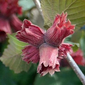 Corylus maxima Juningia - Noisetier de Lambert