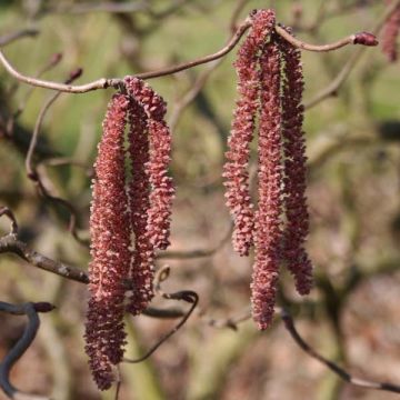 Noisetier tortueux pourpre - Corylus avellana Red Majestic
