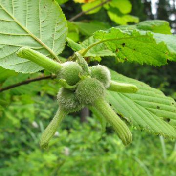 Corylus sieboldiana - Noisetier du Japon