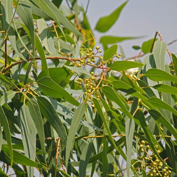 Corymbia citriodora - Eucalyptus citronné