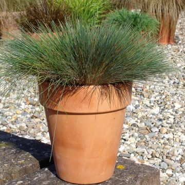 Corynephorus canescens Spiky Blue - Canche des sables