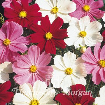 Graines de Cosmos Gazebo Mixed - Cosmos bipinnatus