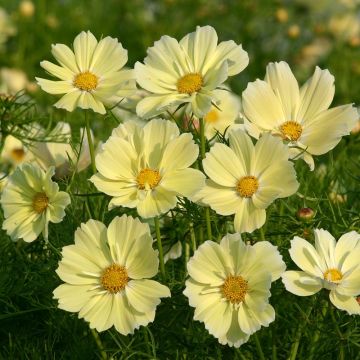 Cosmos Xanthos jaune Mini-mottes