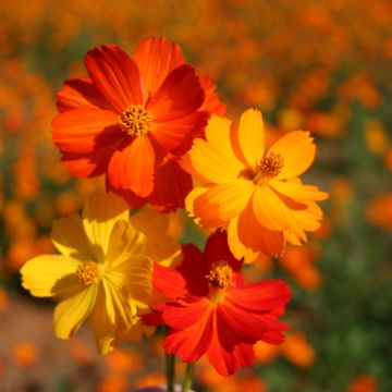 Graines de Cosmos sulphureus Crest Orange