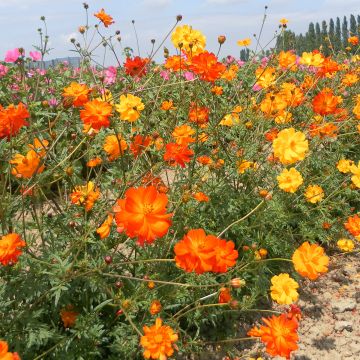 Graine de Cosmos Polidor - Cosmos sulphureus