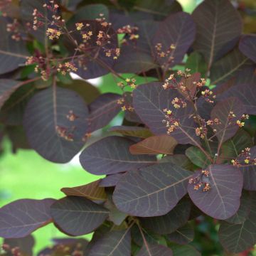 Cotinus Grace - Arbre à perruque