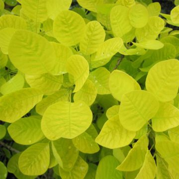 Cotinus coggygria Golden Spirit - Arbre à Perruques Doré