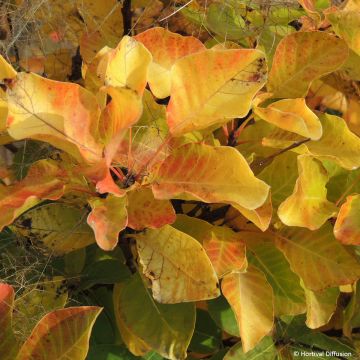 Cotinus coggygria Golden Lady - Arbre à perruque