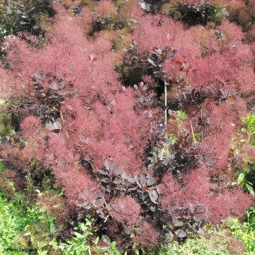 Cotinus coggygria Lilla - Arbre à perruque nain.