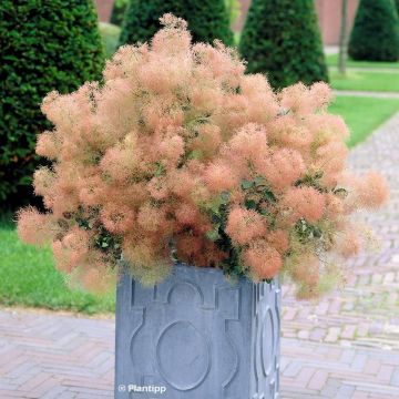 Cotinus coggygria Young Lady - Arbre à Perruques