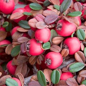 Cotonéaster dammeri Eichholz