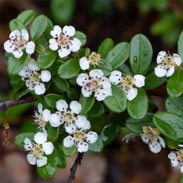 Cotonéaster suecicus Skogholm