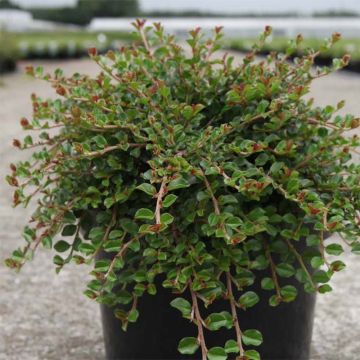 Cotoneaster adpressus Little Gem (Tom Thumb)