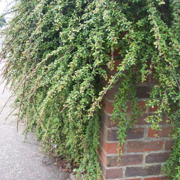 Cotoneaster dammeri Royal Carpet