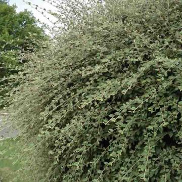 Cotoneaster franchetii, Cotonéastre de Franchet