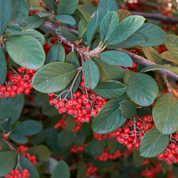 Cotoneaster lacteus - Cotoneaster laiteux.