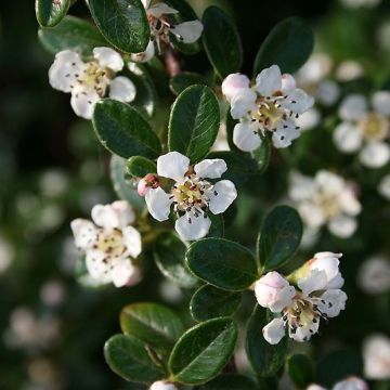 Cotoneaster dammeri Mooncreeper