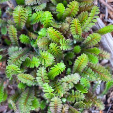 Cotule à bractées - Leptinella squalida